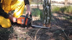 Best Lawn Renovation and Restoration  in Sheboygan, WI