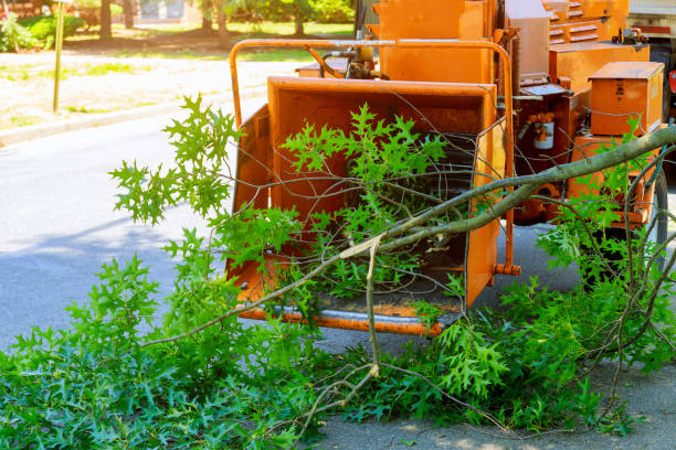 Best Lot and Land Clearing  in Sheboygan, WI