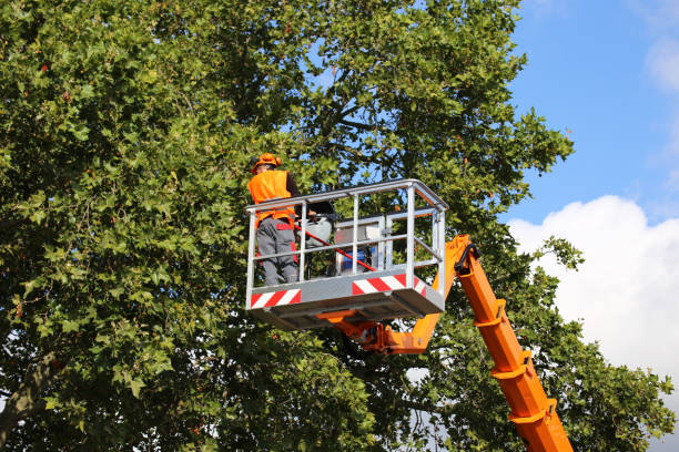 Best Tree Planting  in Sheboygan, WI
