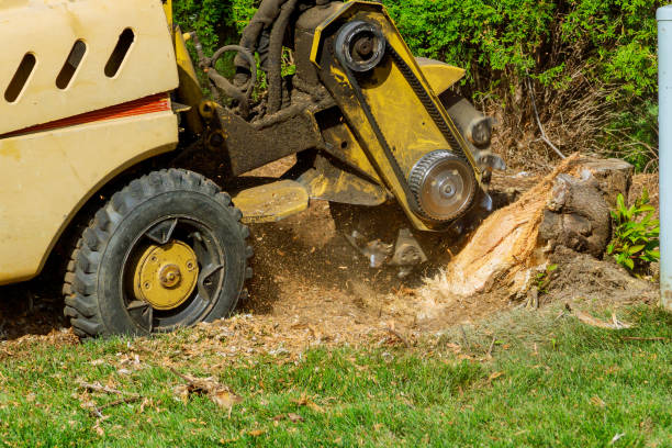 Seasonal Cleanup (Spring/Fall) in Sheboygan, WI
