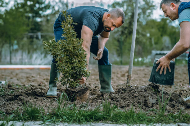 Professional Tree Services in Sheboygan, WI