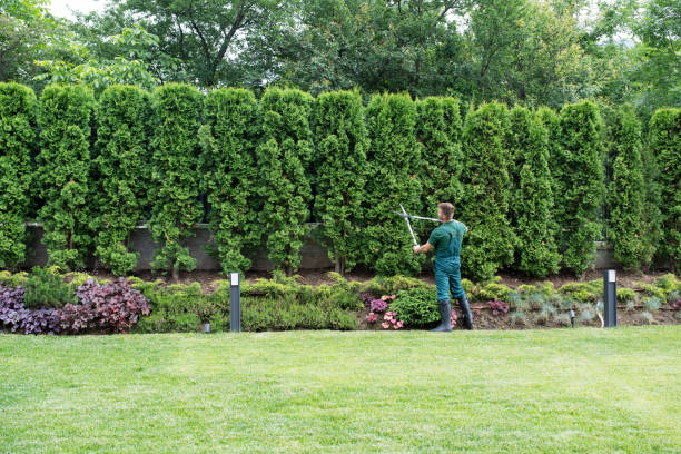 Best Tree Preservation Services  in Sheboygan, WI