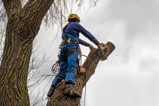 Best Stump Grinding and Removal  in Sheboygan, WI