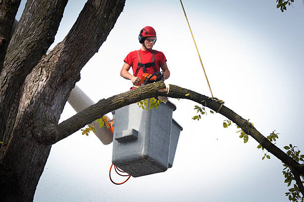 Best Tree Risk Assessment  in Sheboygan, WI