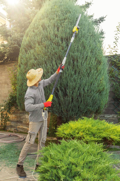 How Our Tree Care Process Works  in  Sheboygan, WI