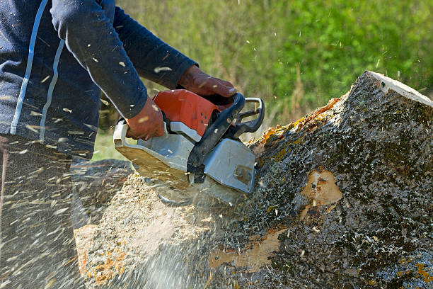 Best Root Management and Removal  in Sheboygan, WI